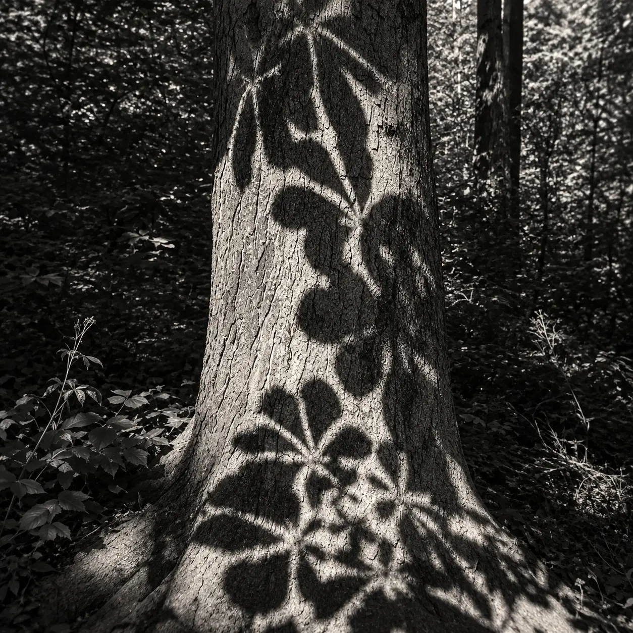 neuroarchitecture in trivandrum Shades of shadow2